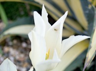 423963616 White Tulip